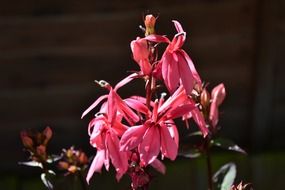 pink lobelia close up