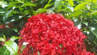 red flower on a background of green bushes