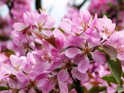 pink blooming garden
