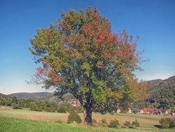 tree on the field a germany on a sunny day