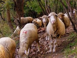 the flock of sheeps in the forest