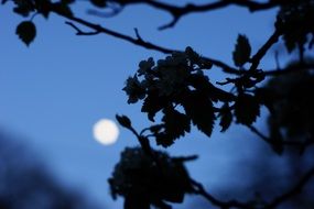 tree branch on the background of the moon