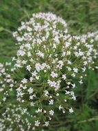 flowering valeriana officinalis