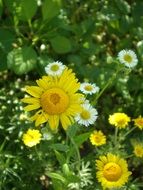 many different flowers in the garden