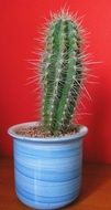 green cactus in a blue ceramic pot