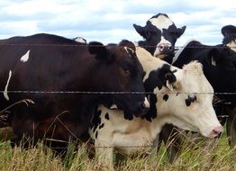 black-white big cows in a pen on the field