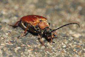 beetle crawl macro