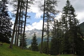 view through the trees to the picturesque mountains