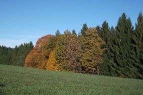 beautiful color forest