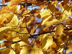 Colorful autumn leaves in a sunny day