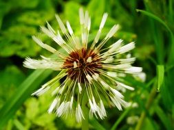 dandelion in the spring meadow