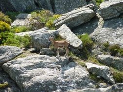 Bighorn sheep on rocks