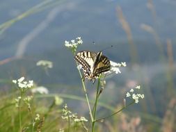 dovetail butterfly nature close