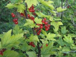 wonderful currant plant