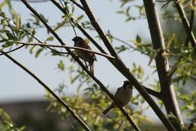 two little birds on a branch in spring