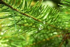 magnificent conifer branch