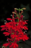 red cardinal flower