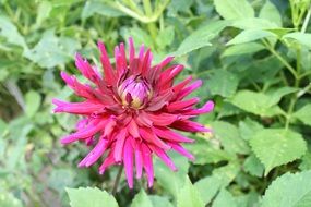 pink dahlia on a green bush close-up