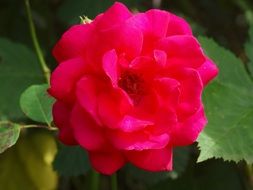 red rose in flora