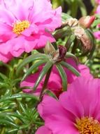 colorful pink portulaca closeup