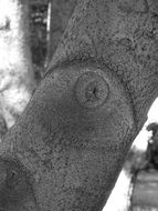 black and white photo of a tree trunk with a natural pattern