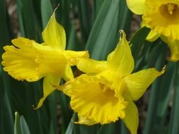 yellow daffodils on flower bed
