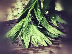 extraordinarily beautiful rain drops