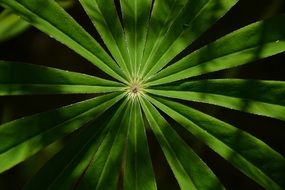 perfectly charming plant