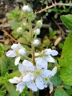 wild blackberry flowers