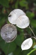 plant with silver leaves close-up