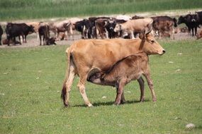 cow with calf on the background of the flock