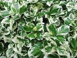 white-green leaves of an ornamental plant