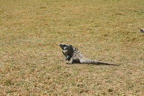 Caribbean lizard on the ground on a sunny day