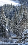 winter landscape of spruce forest and mountains