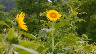 huge sunflowers