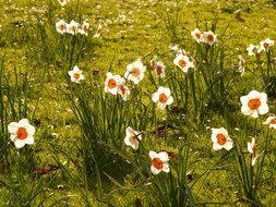 flowering white daffodils on a green meadow in spring