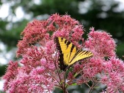 Beautiful yellow and black butterfly on a beautiful pink flowers of Joe Pye eed