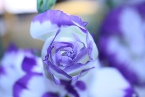 white rose with blue headbands