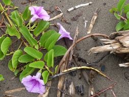 purple bindweeds on the wet sand of the coast