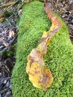 autumn leaves on green moss in october