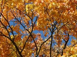 Colorful branches in autumn