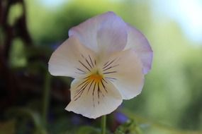 white pansies with purple streaks close-up