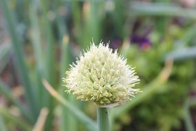 garlic flowerhead