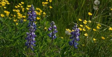 landscape of delightful beauty lupins in field