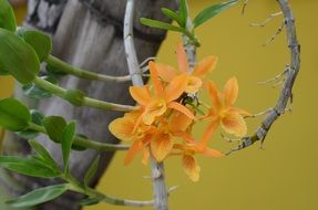 orange orchid in the garden