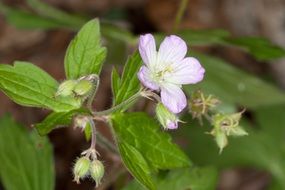 macro photo of geranium flowers and green leaves