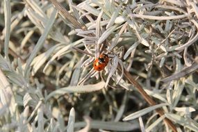 ladybug on lavender leaves