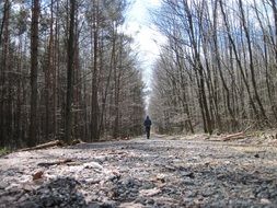 man walks along a forest trail
