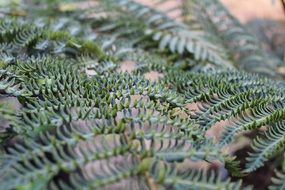 plant with large dark green leaves close up