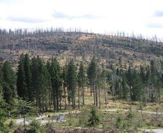 dying forest on hill